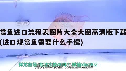 鸚鵡魚欺負其他魚怎么辦受傷了怎么辦
