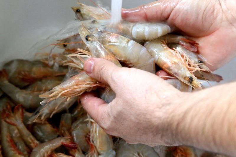 蒼南哪個水族館龍魚好？祥龍魚場龍魚