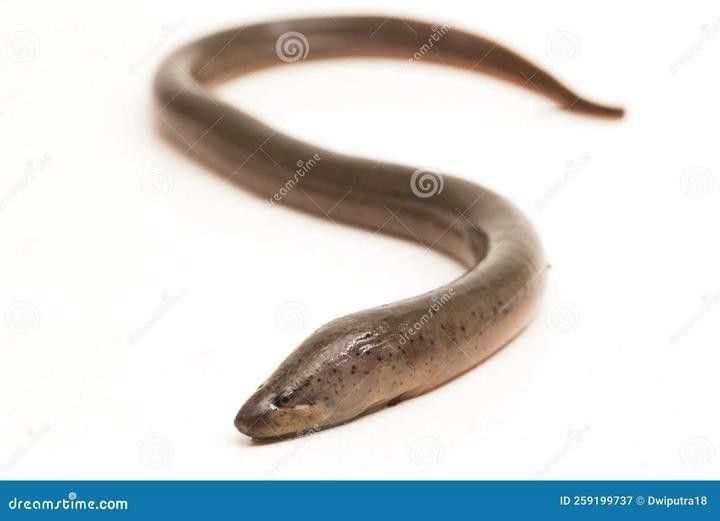 椒鹽水龍魚能保存多久？