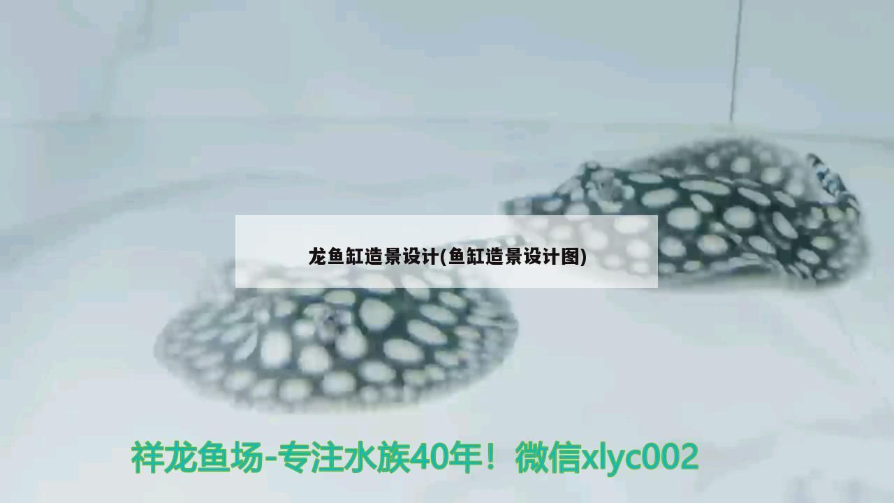 龍魚缸造景設計(魚缸造景設計圖)（龍魚缸造景設計）