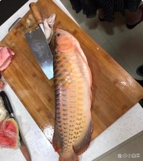 如何搜索到金龍魚餌料實戰視頻