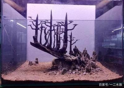 龍魚幾天不吃東西了是怎么回事兒呀（龍魚幾天不吃東西了是怎么回事兒呀視頻）