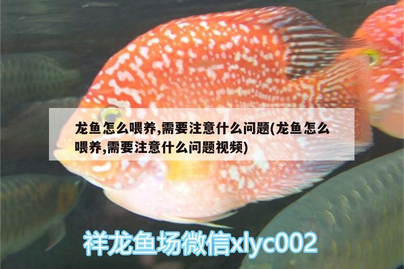 龍魚怎么喂養,需要注意什么問題(龍魚怎么喂養,需要注意什么問題視頻)