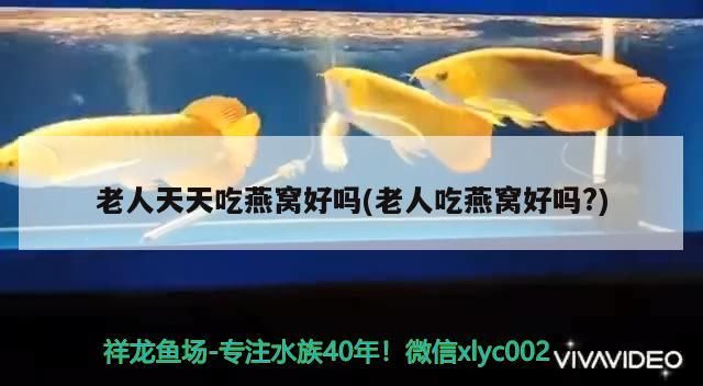 蝴蝶鯉 白色觀賞魚品種圖解視頻( 白色觀賞魚品種圖解視頻講解)(白色觀賞魚品種圖解視頻,) 觀賞魚百科 白色觀賞魚品種圖解視頻( 白色觀賞魚品種圖解視頻講解)(白色觀賞魚品種圖解視頻,) 白色觀賞魚品種圖解視頻( 白色觀賞魚品種圖解視頻講解)(白色觀賞魚品種圖解視頻,) 觀賞魚百科