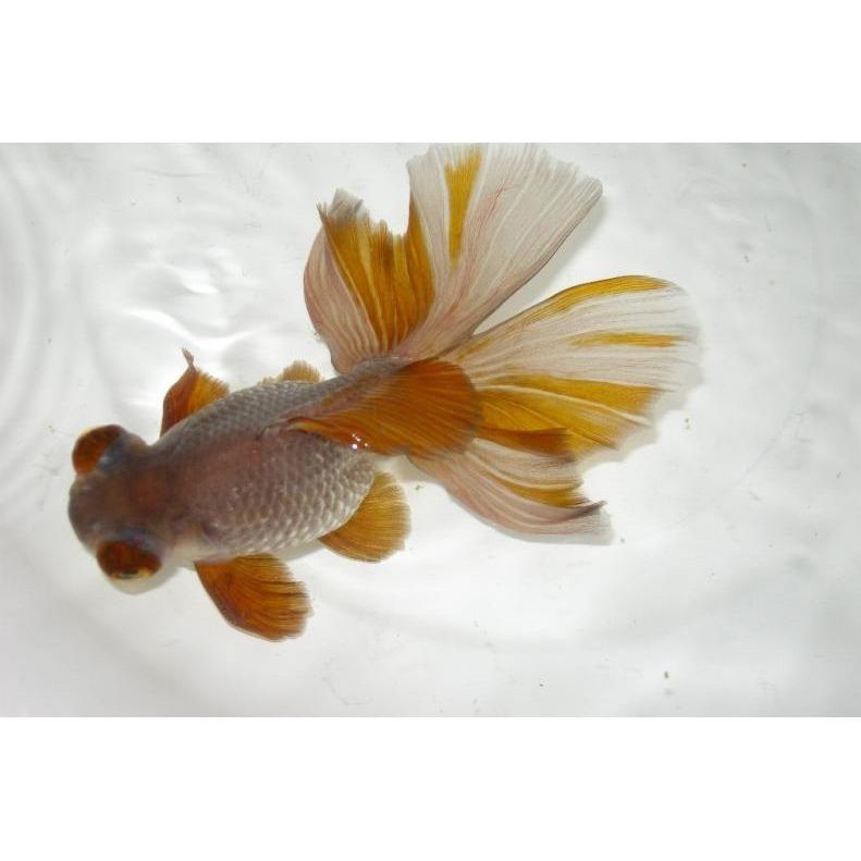 龍睛魚多久繁殖一次？（大連海洋大學學報龍睛金魚養不好這三大禁忌千萬別踩）