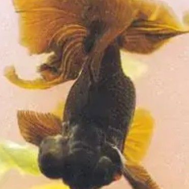 龍睛魚多久繁殖一次？（大連海洋大學學報龍睛金魚養不好這三大禁忌千萬別踩）