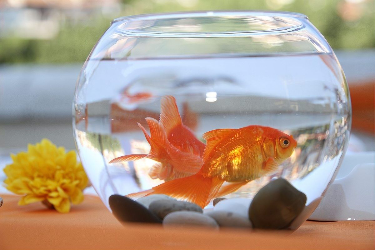龍睛魚多久繁殖一次？（大連海洋大學學報龍睛金魚養不好這三大禁忌千萬別踩）