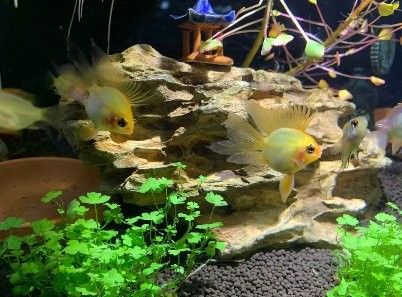 如何選擇適合龍魚的過濾器？