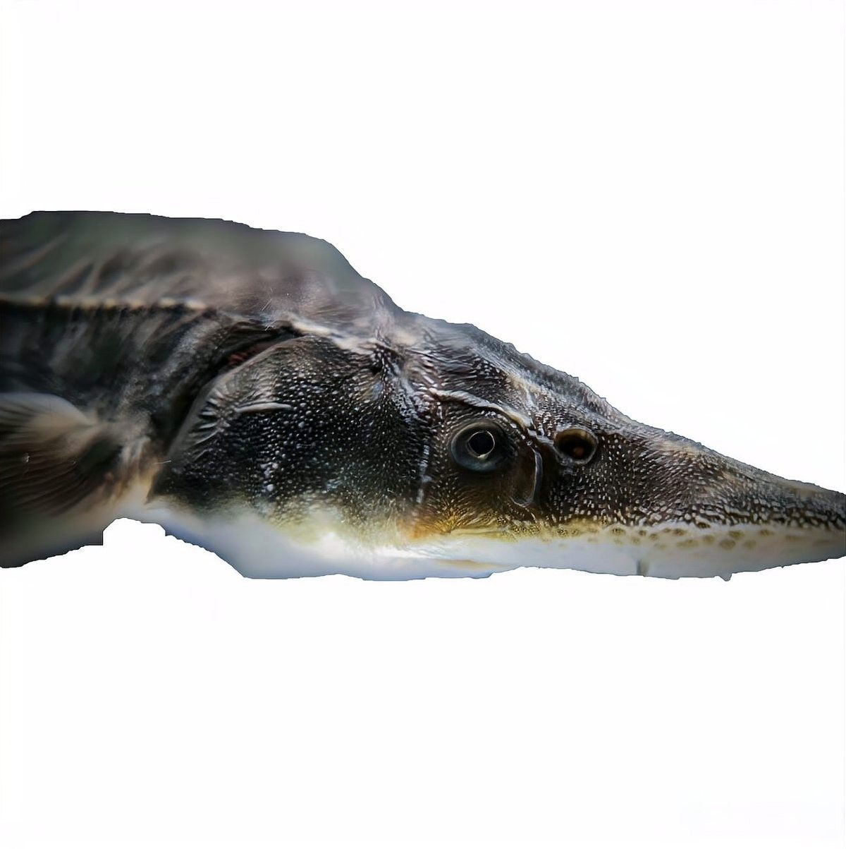 如何挑選新鮮的鱘龍魚？