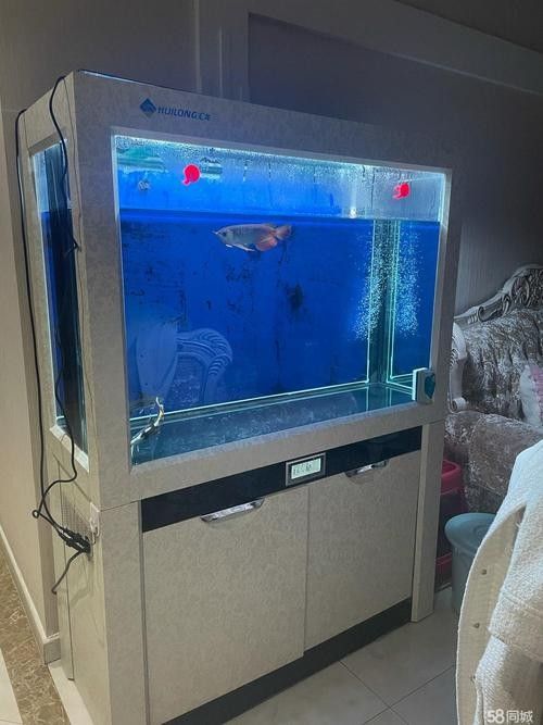 匯龍魚缸有哪些顏色可選