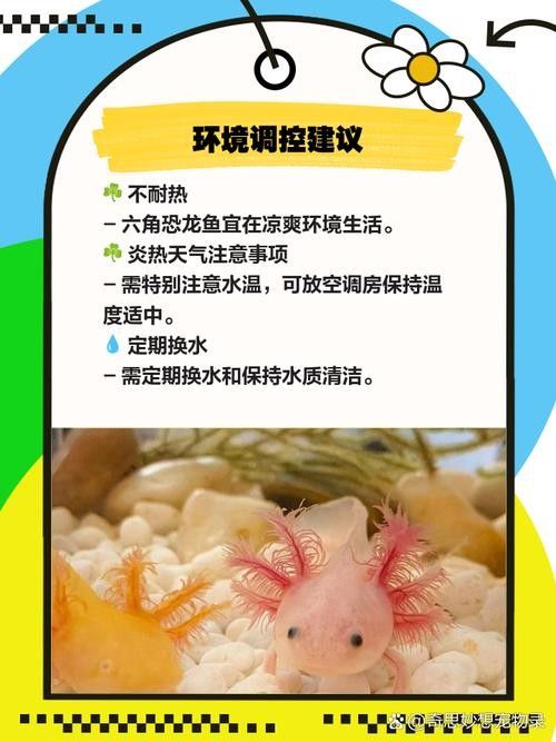 如何預防六角恐龍魚感染寄生蟲？（六角恐龍怎么養及喂養技巧）