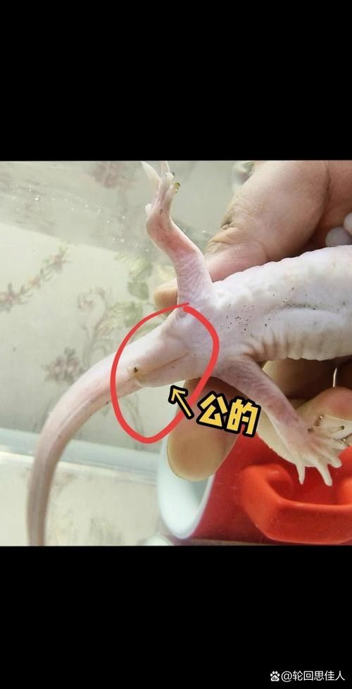 如何預防六角恐龍魚感染寄生蟲？（六角恐龍怎么養及喂養技巧）
