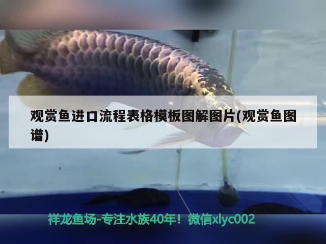 祥龍魚(yú)場(chǎng)有哪些頂級(jí)金龍魚(yú)？