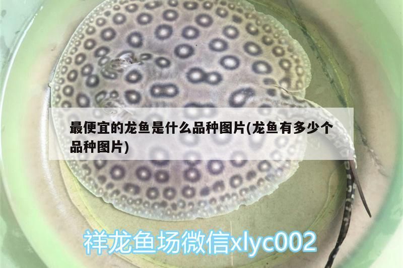 最便宜的龍魚是什么品種圖片(龍魚有多少個(gè)品種圖片)（最便宜的龍魚是什么品種）