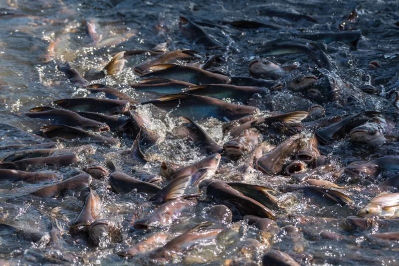 巴沙魚片和龍魚片哪個更營養(yǎng)（巴沙魚和龍利魚哪個營養(yǎng)價值更高？）