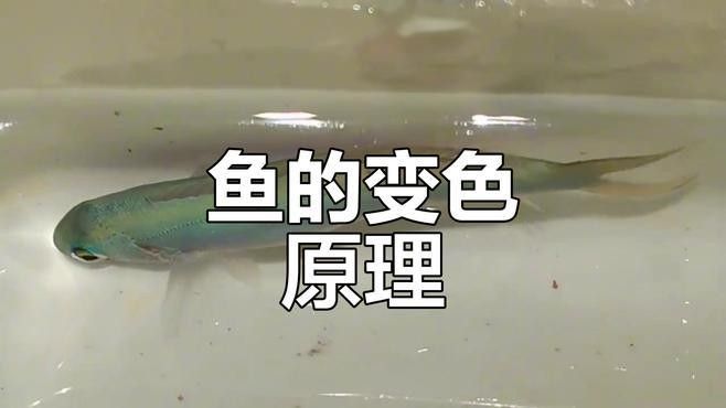 鰭膜顏色變化有何規律？（[斗魚顏色控制的秘密[需手動填充]鰭膜顏色的變化與季節變化）