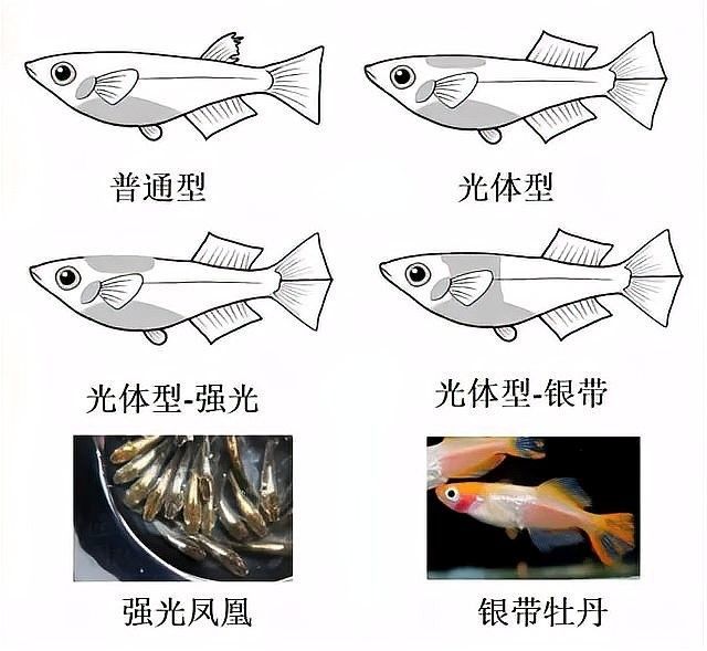 鰭膜顏色變化有何規律？（[斗魚顏色控制的秘密[需手動填充]鰭膜顏色的變化與季節變化）