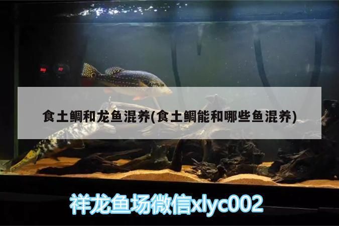 食土鯛和龍魚混養(yǎng)(食土鯛能和哪些魚混養(yǎng))（食土鯛和龍魚混養(yǎng)）
