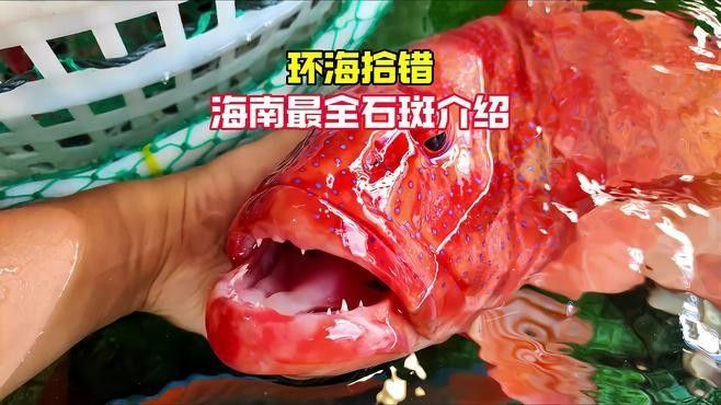 海口龍魚批發市場有哪些品種（海口龍魚批發市場哪個平臺最好海口龍魚批發市場價格）
