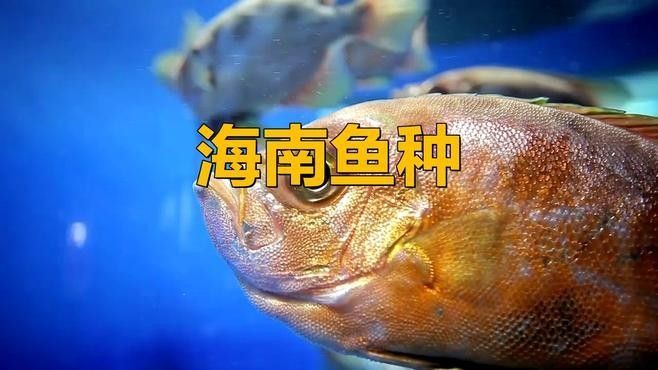 海口龍魚批發市場有哪些品種（海口龍魚批發市場哪個平臺最好海口龍魚批發市場價格）