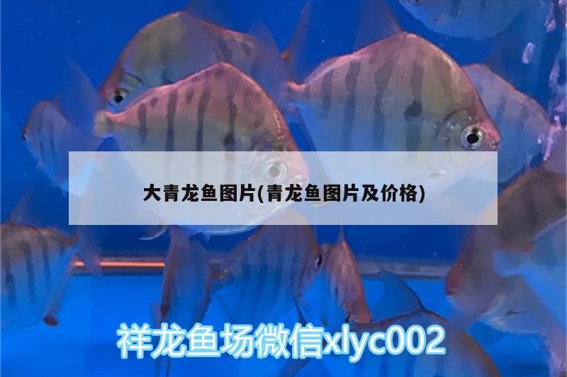 大青龍魚圖片(青龍魚圖片及價(jià)格)（大青龍魚圖片及價(jià)格，大青龍魚圖片及價(jià)格及飼養(yǎng)方法）