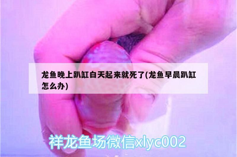 龍魚晚上趴缸白天起來就死了(龍魚早晨趴缸怎么辦)（龍魚晚上趴缸白天起來就死了）