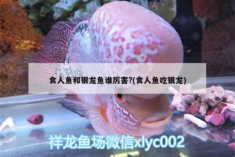 食人魚和銀龍魚誰厲害?(食人魚吃銀龍)（大食人魚和銀龍魚的區別）
