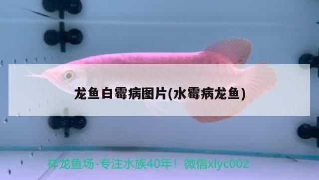 龍魚白霉病圖片(水霉病龍魚)（祥龍魚白霉病是水質管理不當引起的龍魚白霉病怎么治）
