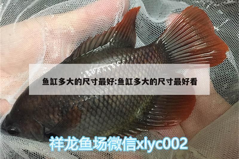 魚缸多大的尺寸最好:魚缸多大的尺寸最好看（觀賞魚缸尺寸的魚缸尺寸在1000元以上，選擇合適魚缸）