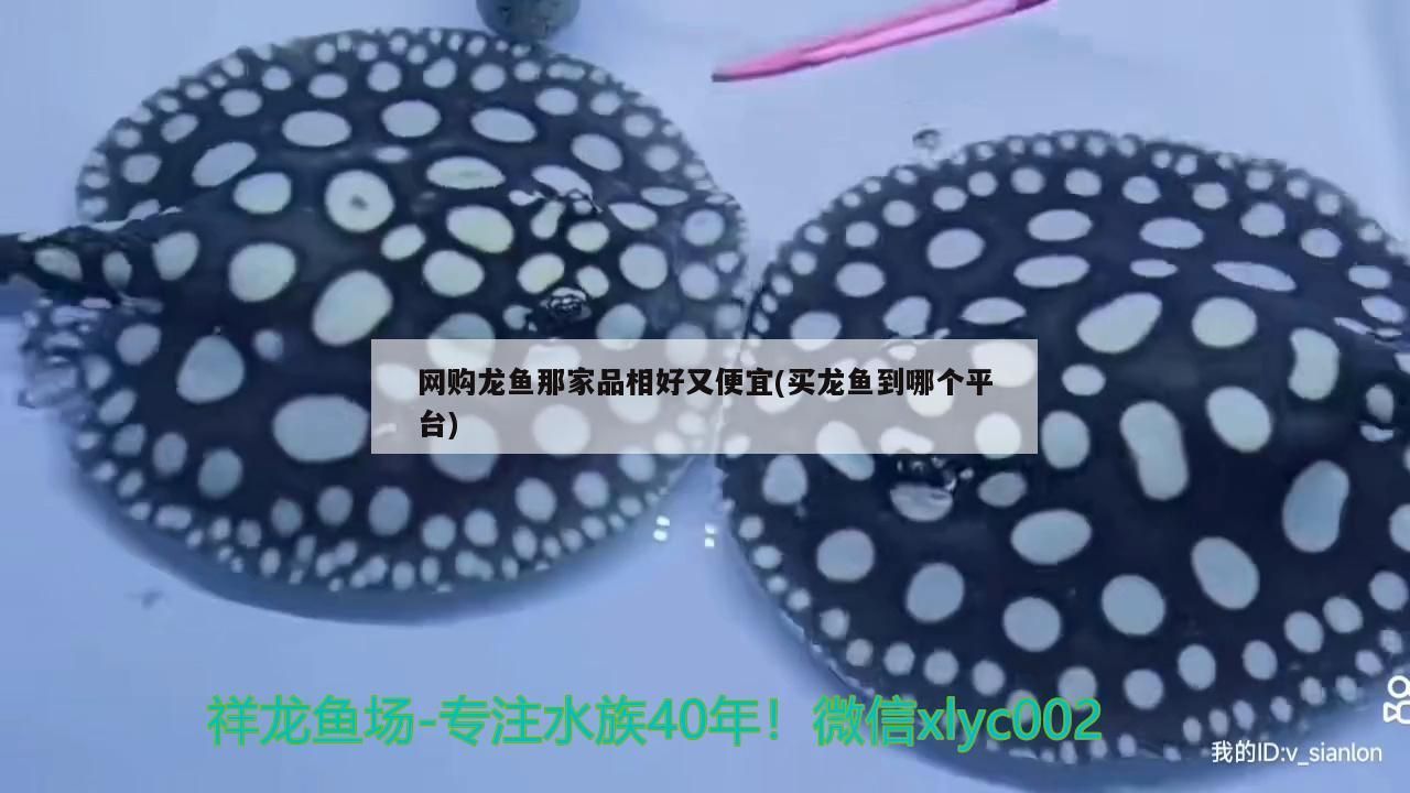 網購龍魚那家品相好又便宜(買龍魚到哪個平臺)（網購龍魚那家品相好又便宜）