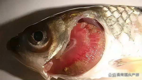 如何預防龍魚爛鰓再次發生（水產養殖中常見的魚類爛鰓病,引發原因有哪些）