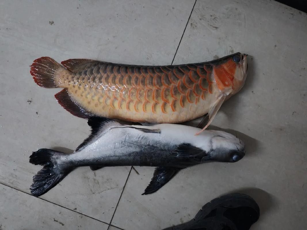 平果哪個水族館龍魚好？祥龍魚場龍魚（平果水族館中的祥龍魚場）