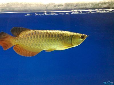 廣州批發觀賞魚市場在什么地方（廣州哪里有觀賞魚批發市場）