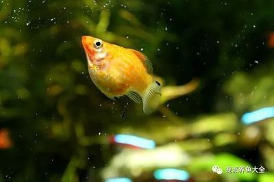 廣州批發觀賞魚市場在什么地方（廣州哪里有觀賞魚批發市場）