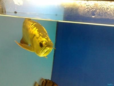 廣州批發觀賞魚市場在什么地方（廣州哪里有觀賞魚批發市場）