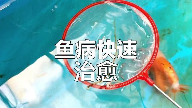 紅龍魚(yú)排便異常多久會(huì)死（紅龍魚(yú)排便異常多久會(huì)死呢？）