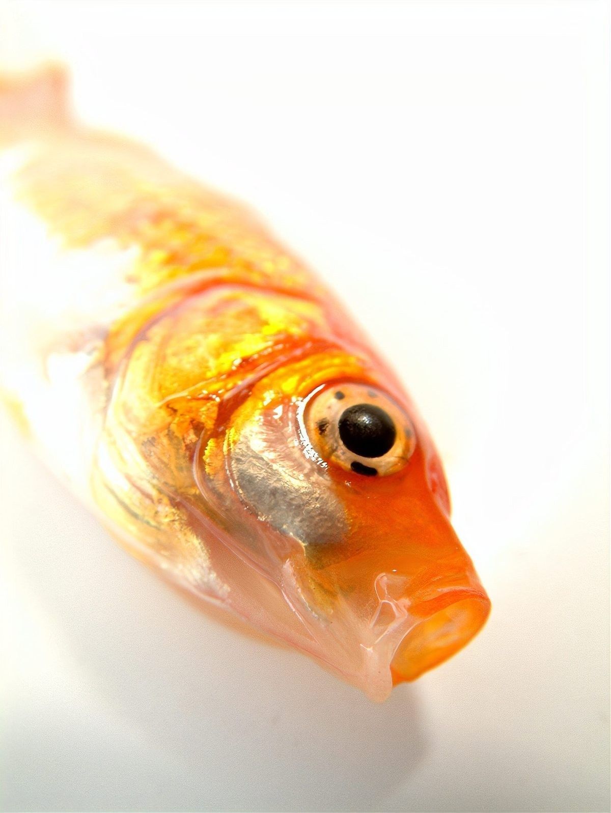 紅龍魚(yú)排便異常多久會(huì)死（紅龍魚(yú)排便異常多久會(huì)死呢？）