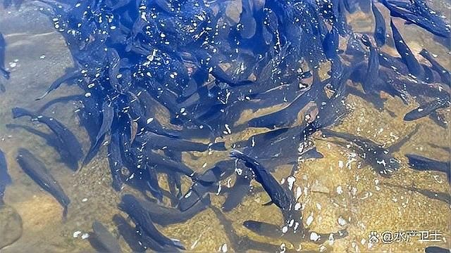 龍魚用藥過量會有什么后果（龍魚用藥過量會導(dǎo)致多種嚴(yán)重后果）