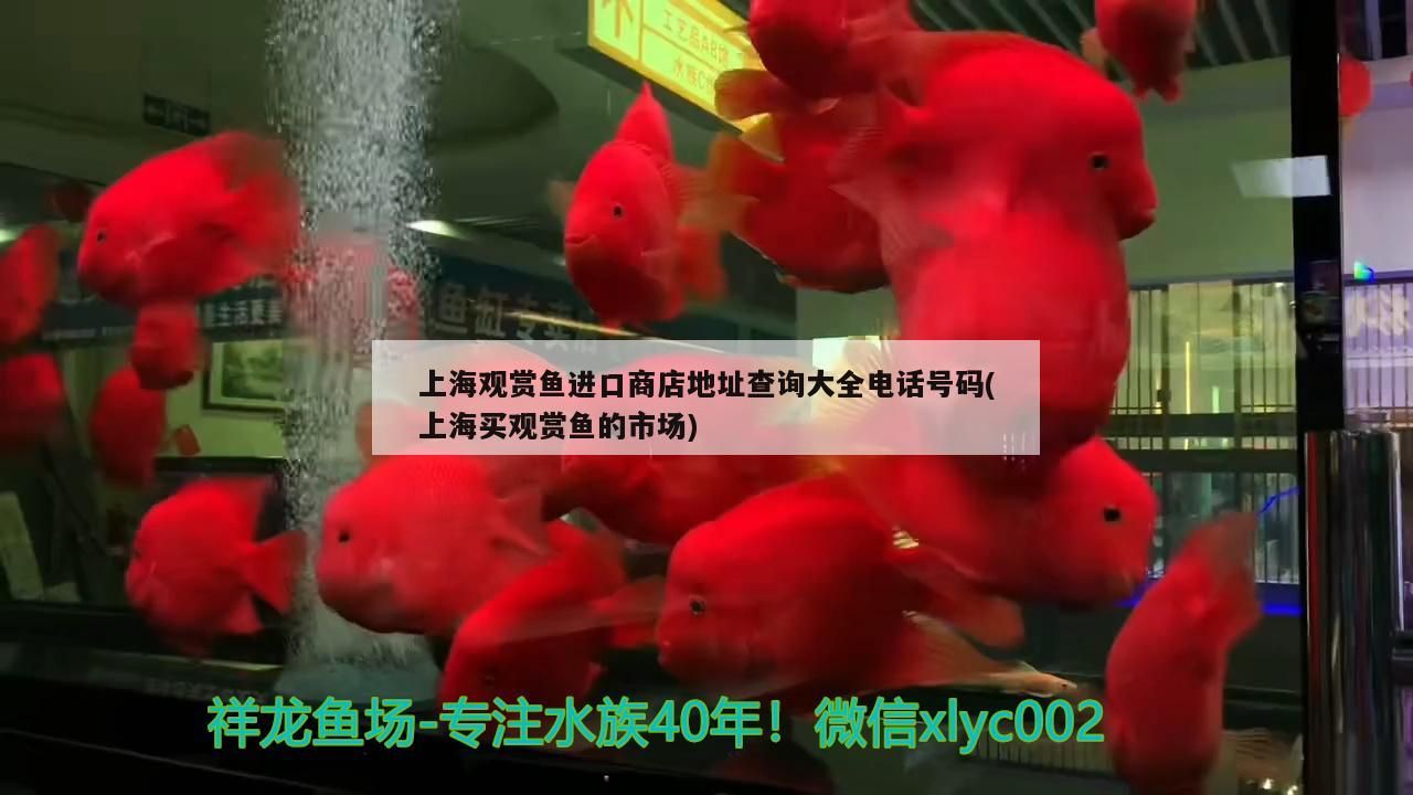 上海觀賞魚進口商店地址查詢大全電話號碼(上海買觀賞魚的市場)（上海觀賞魚市場）