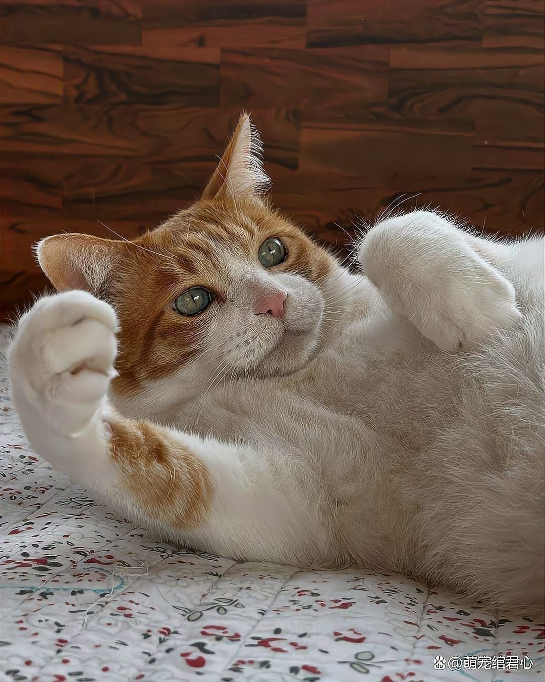 哪些寵物不適合與貓一起養(yǎng)（5種不適合與貓咪一起養(yǎng)的寵物，寵主別不當回）