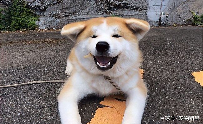 哪些寵物不適合與貓一起養(yǎng)（5種不適合與貓咪一起養(yǎng)的寵物，寵主別不當回）