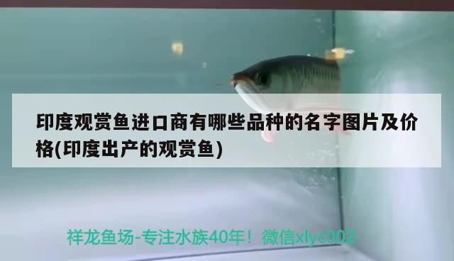 印度觀賞魚進口商有哪些品種的名字圖片及價格(印度出產(chǎn)的觀賞魚)（印度觀賞魚進口商有哪些品種的名字及價格）