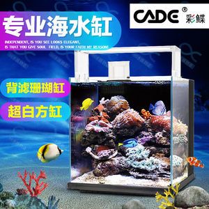 怎么養龍魚?養龍魚技巧：怎么養龍魚?養龍魚技巧視頻（如何養護龍魚）