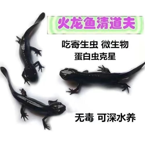 火龍魚的價格是多少？（火龍魚價格一般多少錢一只）