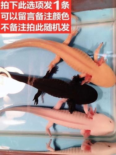火龍魚的價格是多少？（火龍魚價格一般多少錢一只）