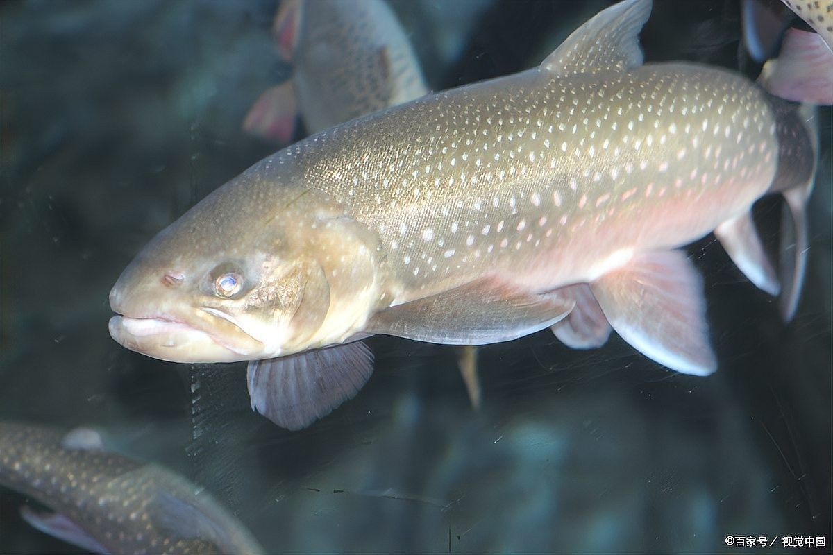 如何預防紅金龍魚拒食？（紅金龍魚拒食怎么辦）