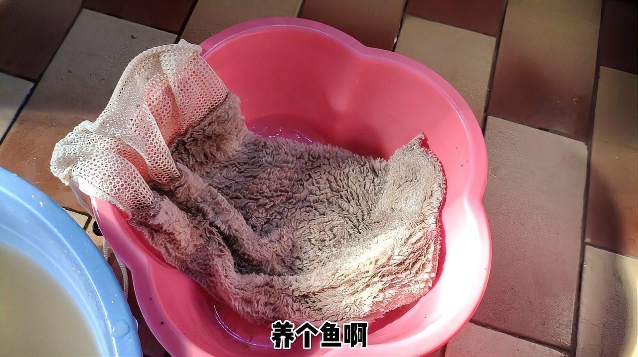 龍魚鰭斷了不剪可以嗎的介紹，龍魚魚鰭斷了、龍魚鰭斷了不剪可以嗎