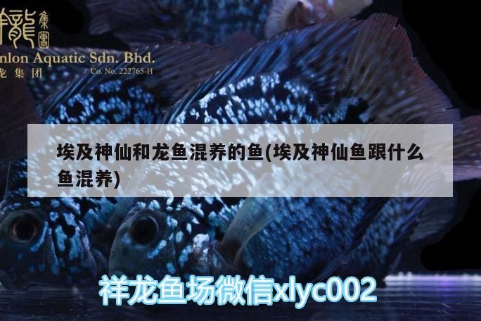 埃及神仙和龍魚混養(yǎng)的魚(埃及神仙魚跟什么魚混養(yǎng))（關(guān)于埃及神仙魚和龍魚混養(yǎng)的一些建議）