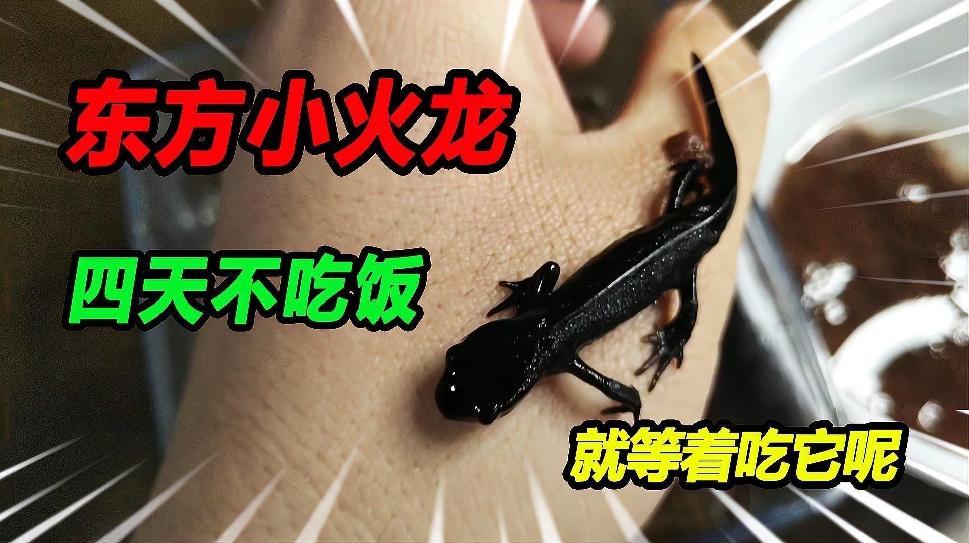 火龍魚蠑螈多久喂一次（成年火龍魚蠑螈怎么養(yǎng)寵物大安子）