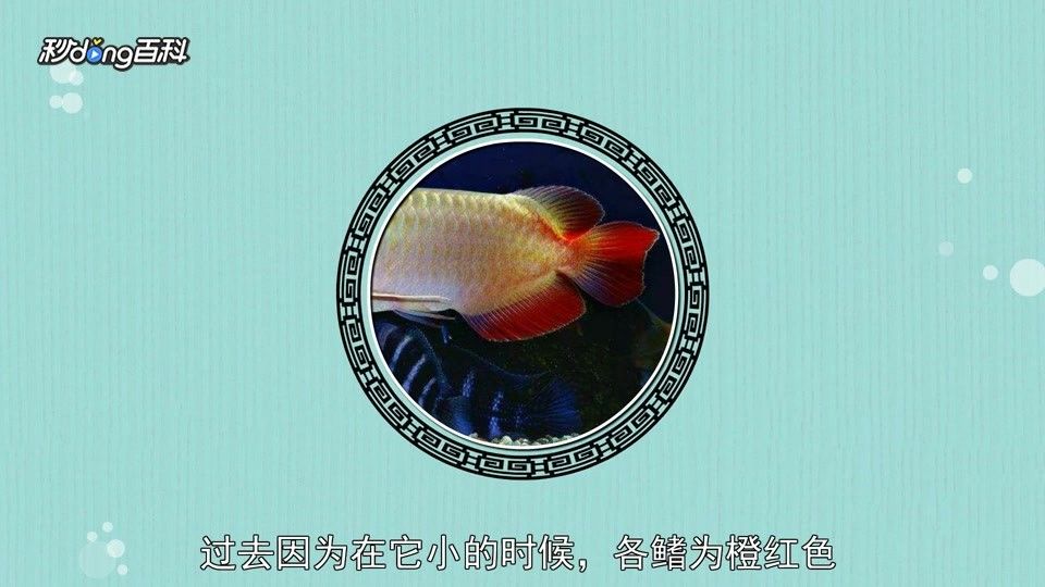 如何區(qū)分黃尾龍和紅龍？（尾龍與紅龍的區(qū)別）